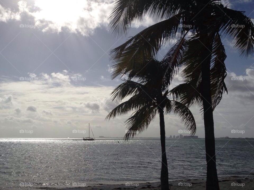 Palms boat ocean 