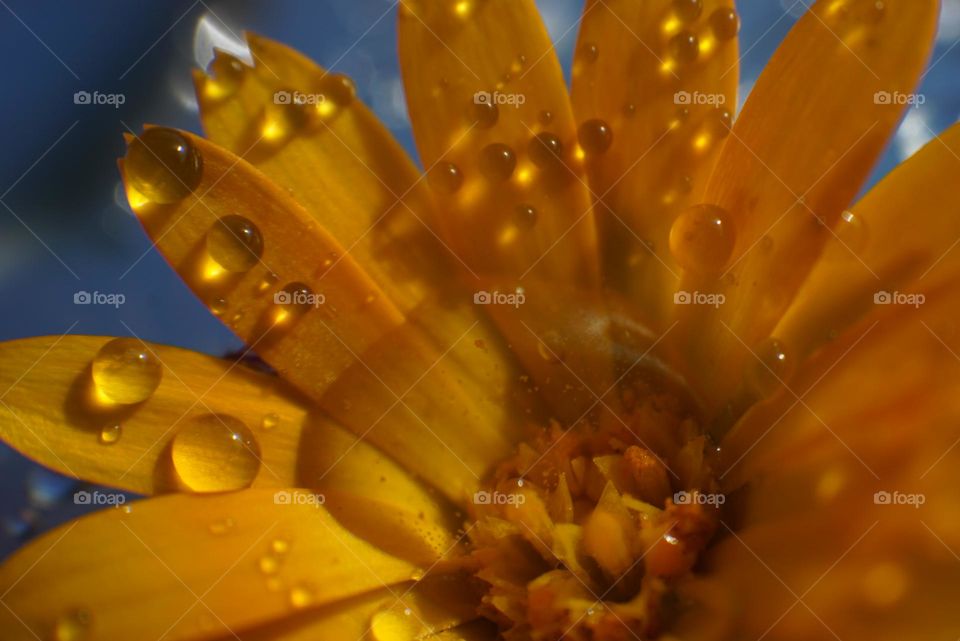 Flower#leaves#colors#drops#water