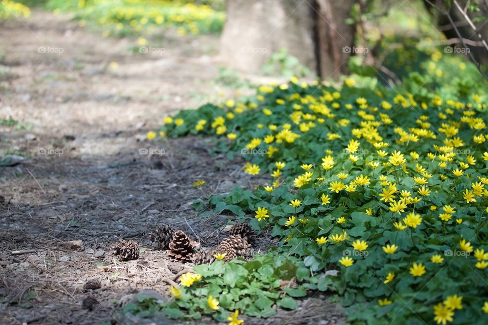 Close-up of celandine flowers