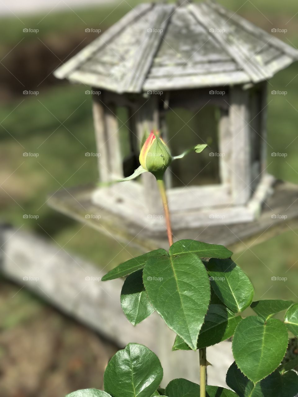 A rose blooming in the fall