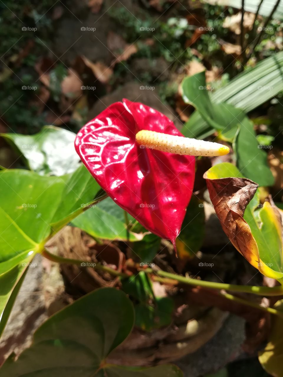 anthuriyam flower