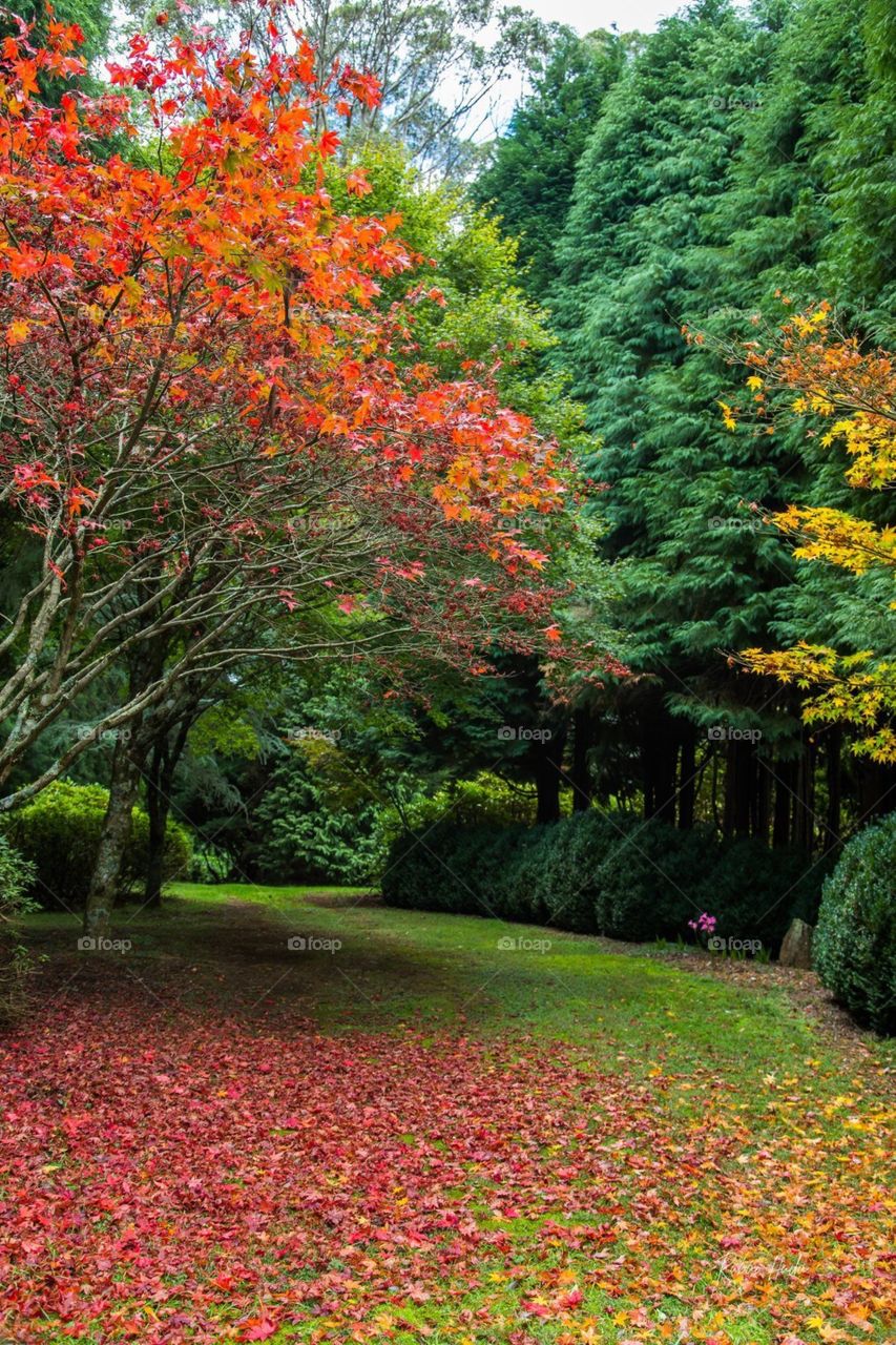 Signs of autumn  in Sydney 