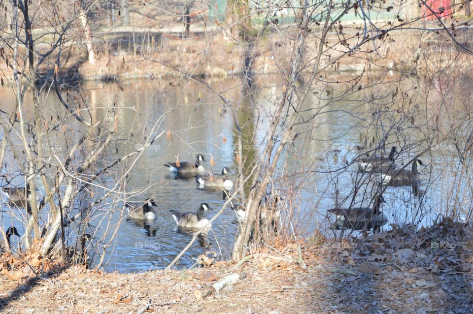 Ducks on River