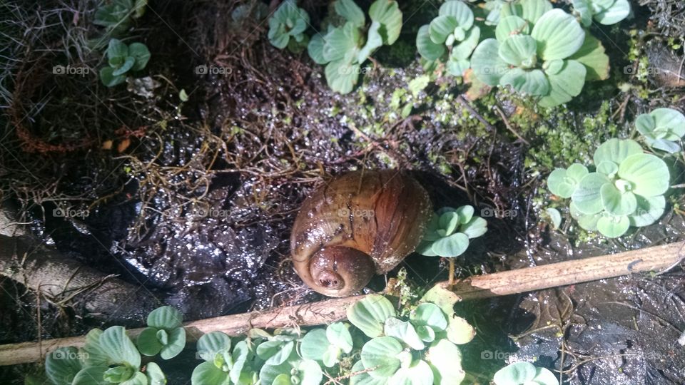 Snailzilla. The biggest snail I have ever seen.