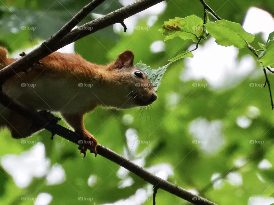 🐿