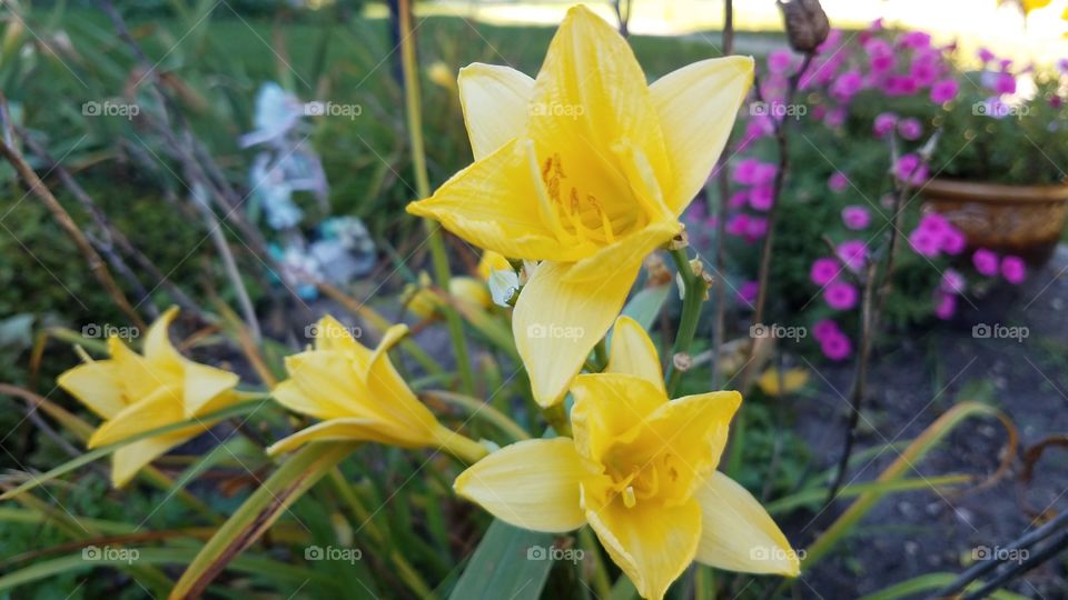 fall daylilies