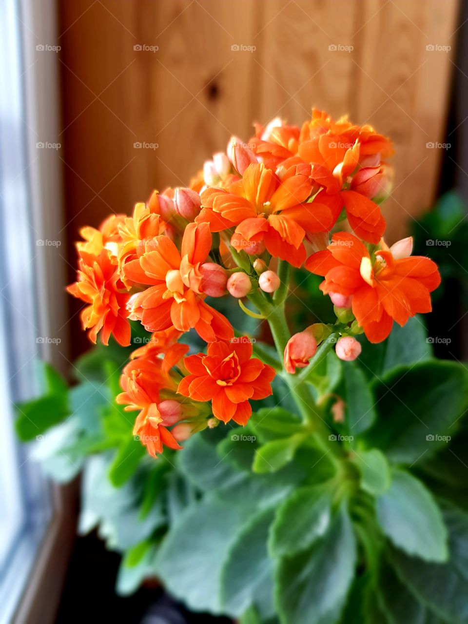 Crazy plants people!