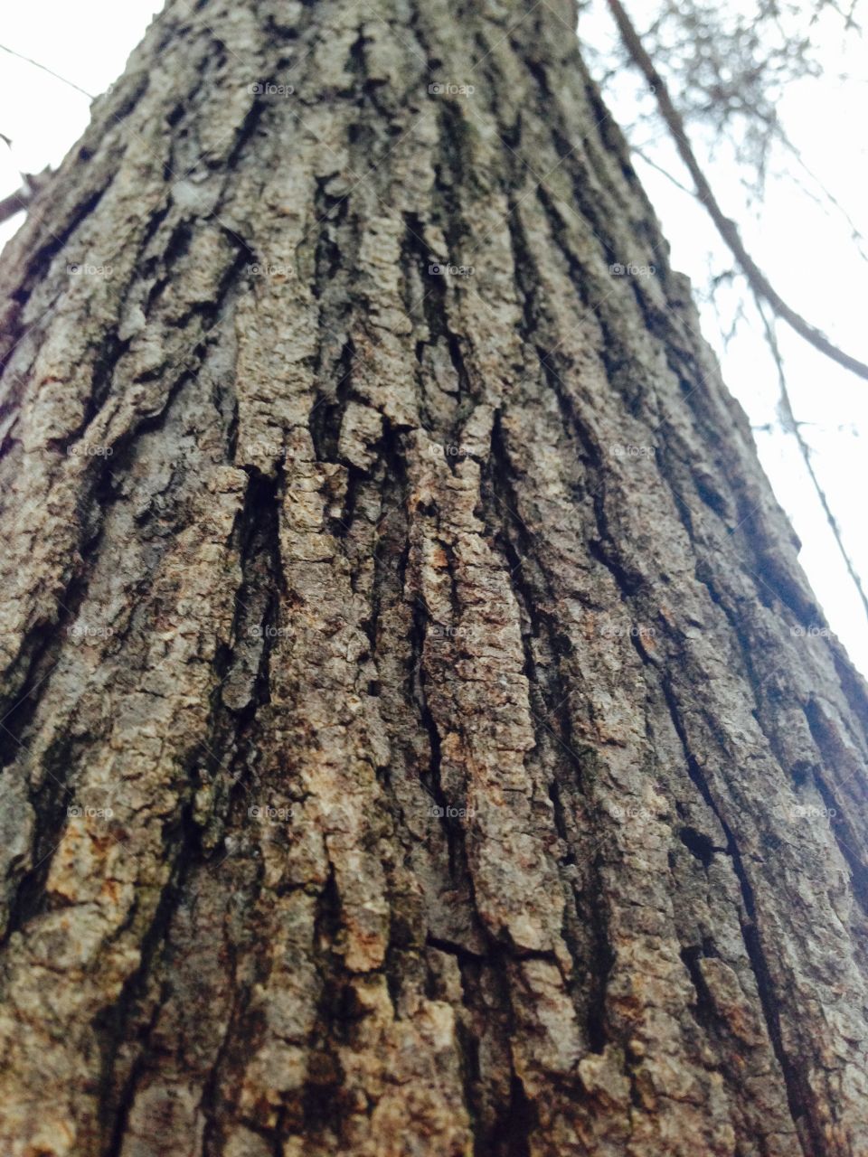 Tree, Bark, Wood, Trunk, Nature