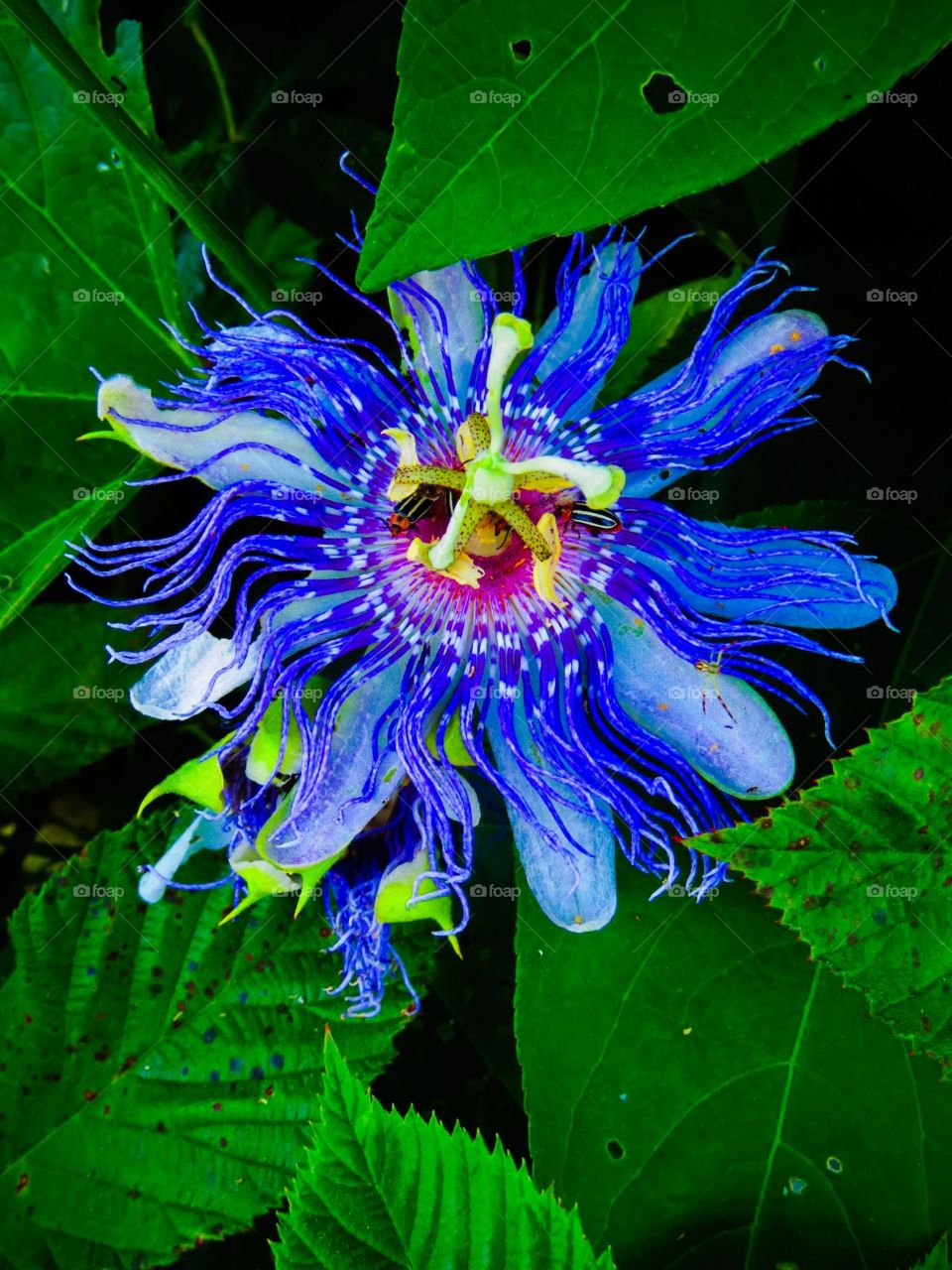 Wild Wildflower!. Spotted this wild wildflower on a sunset hike in Virginia. Such a beautiful flower, it doesn't look real. 