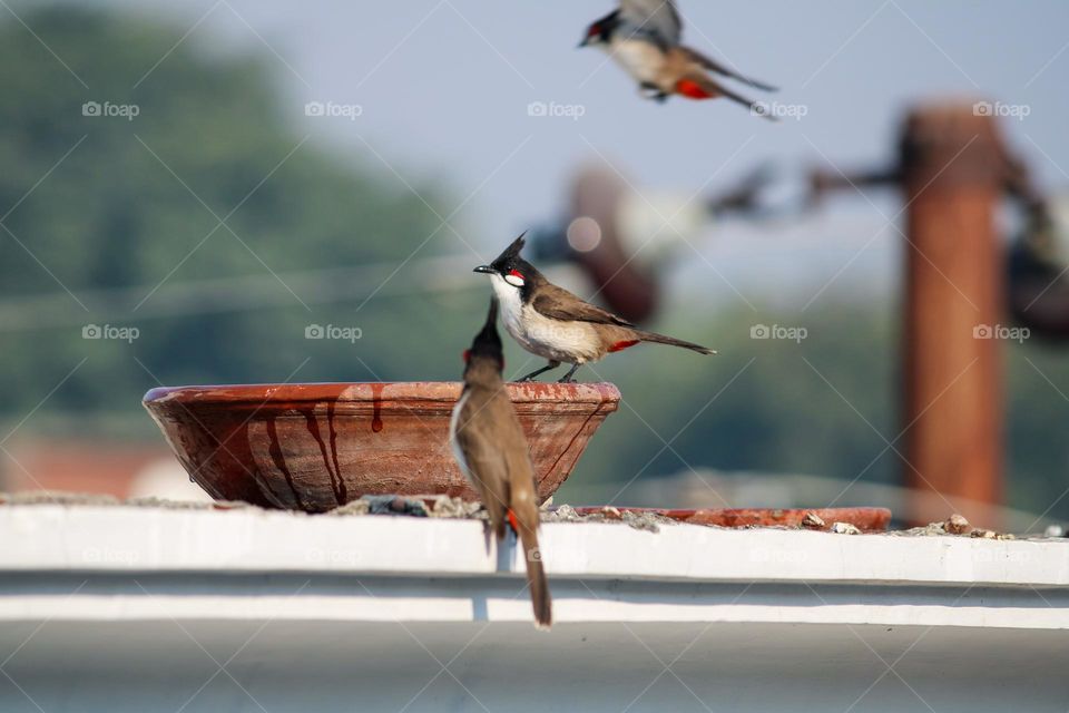 water source for the birds