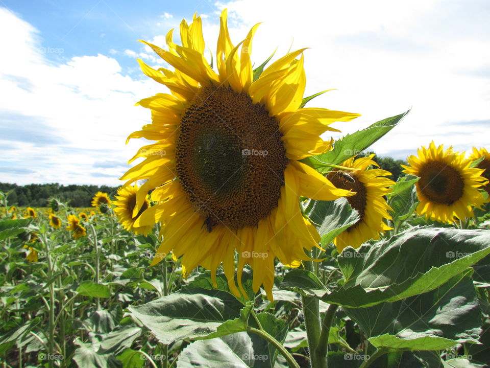 sunflower