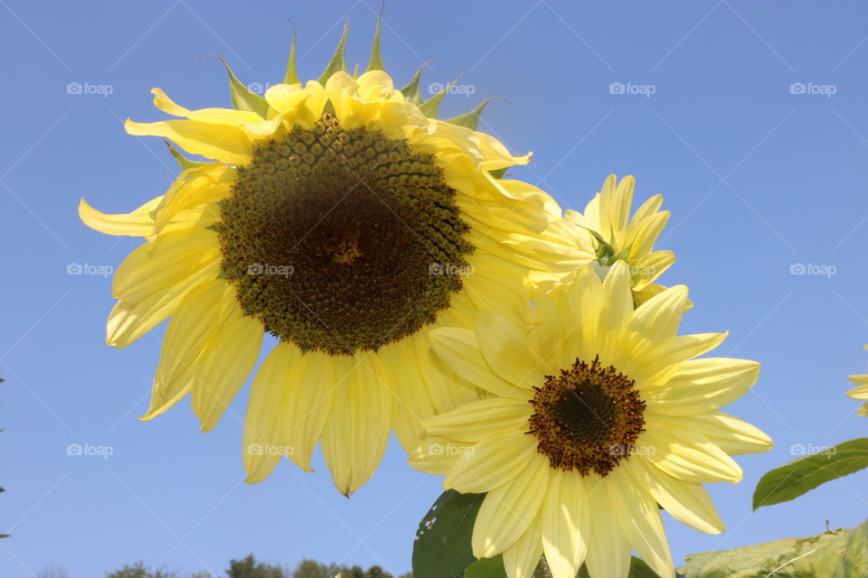 Sun Flowers 