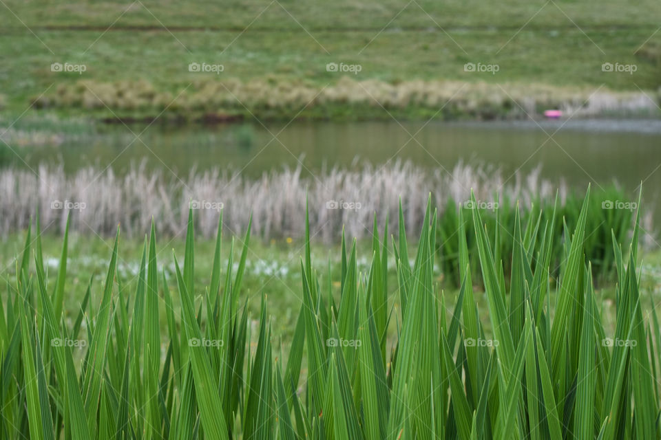 Lakeside Environment Background With Lake And Field Defocused, Dullstroom, South Africa