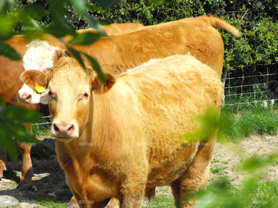 Cows on a field