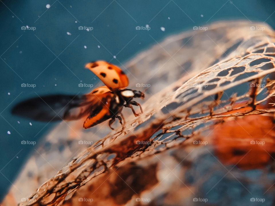 ladybug takes off