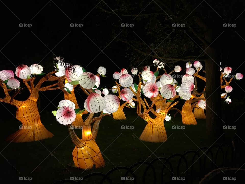 Chinese lantern festival cherry blossom