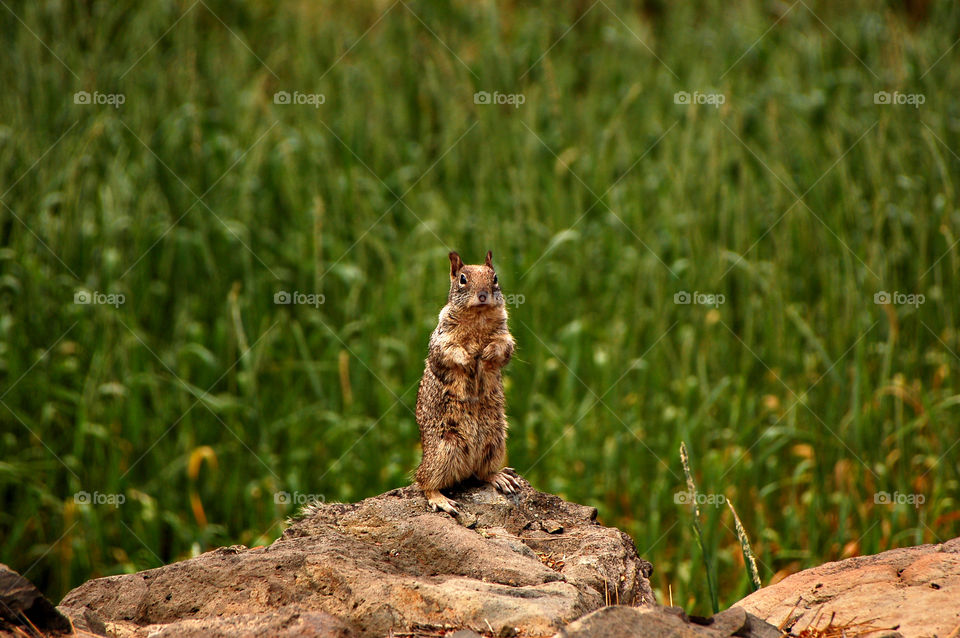 Fall Squirrel