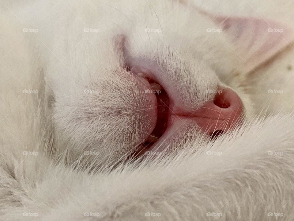 Close up picture of a white kitten sleeping with his mouth open