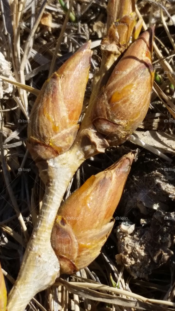 Tree Buds