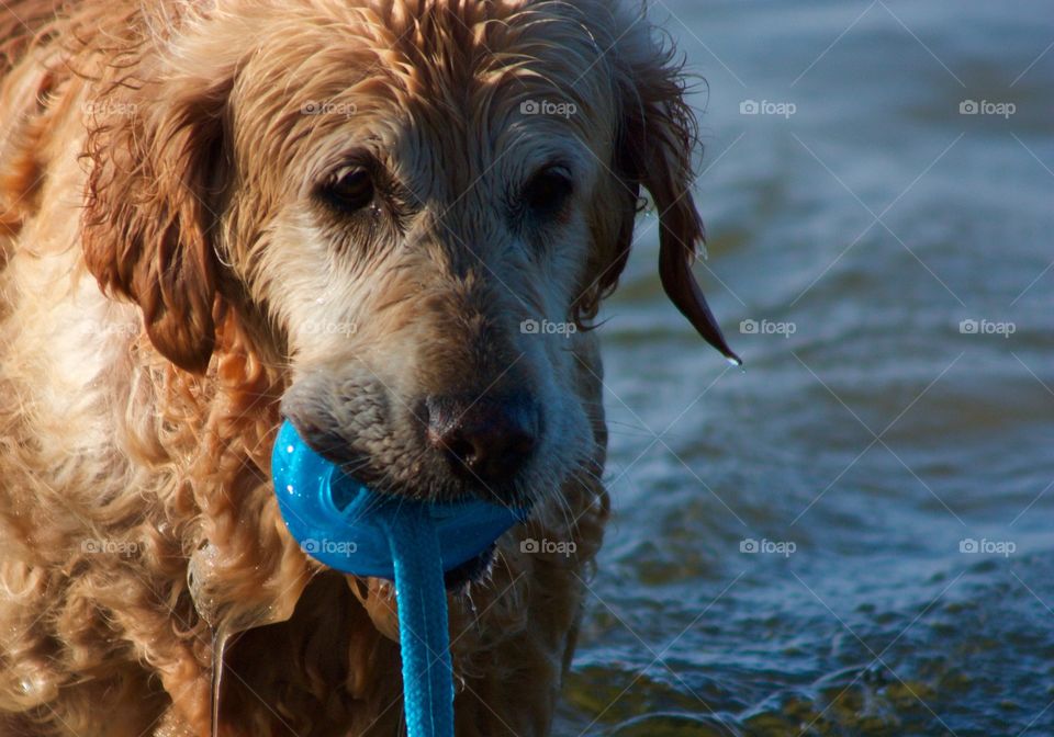 Close-up of a wet dog