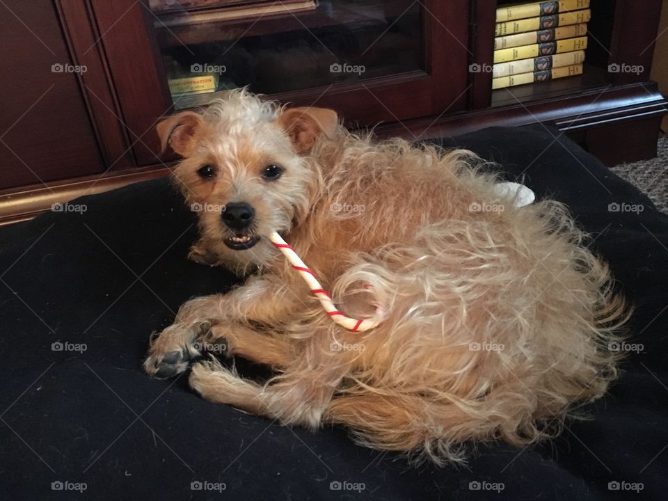 Smoking candy with smoking puppy 