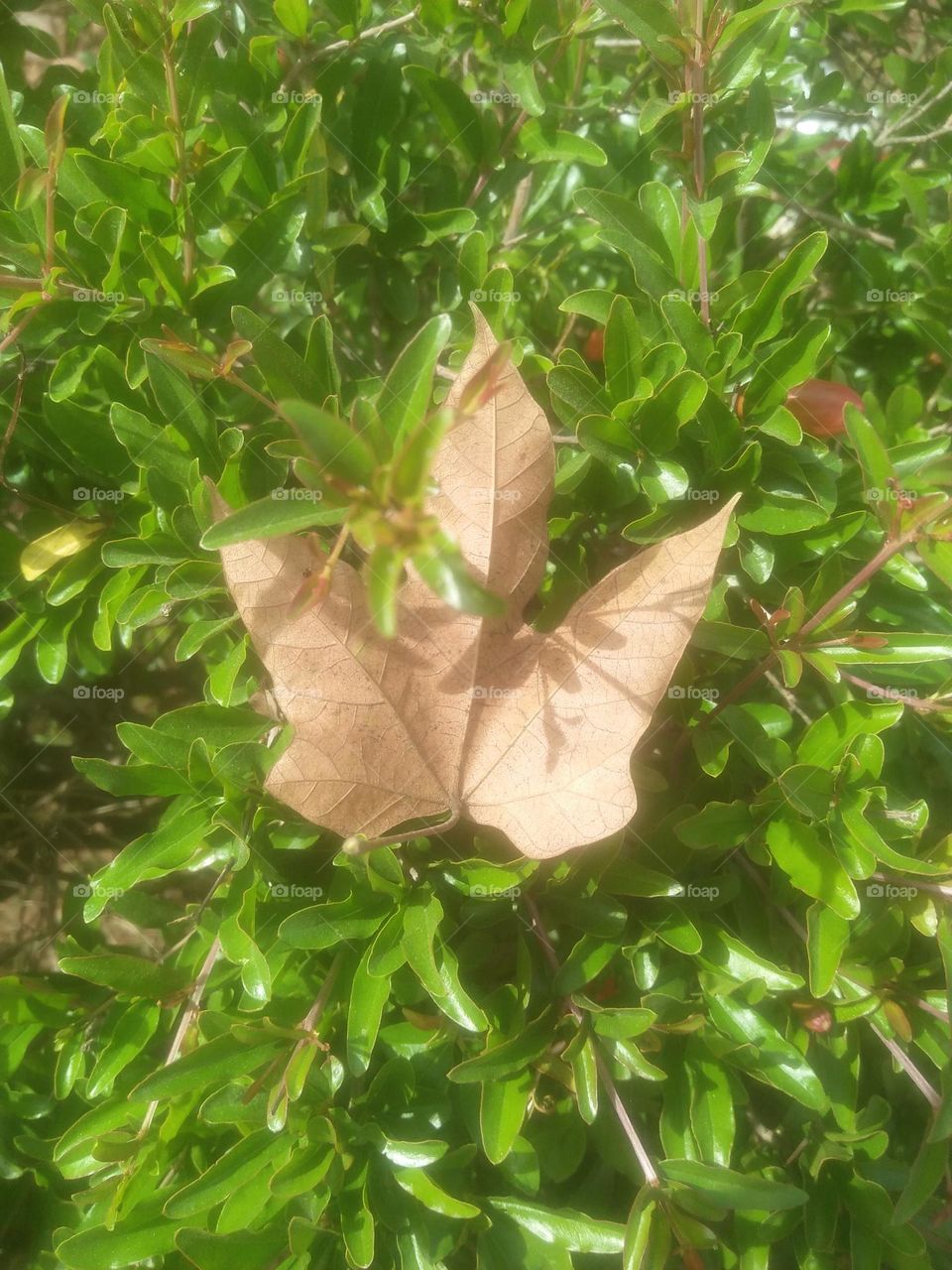 Dead leaf of a grass