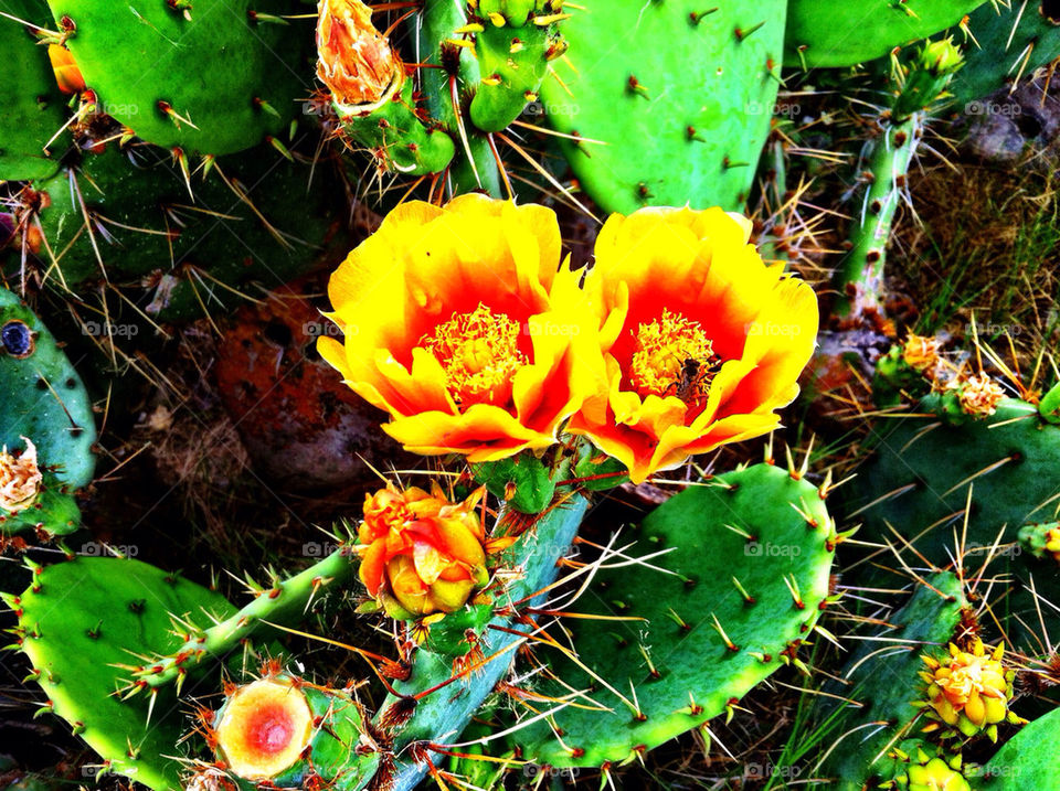 flowers herbs flower cactus by avphoto