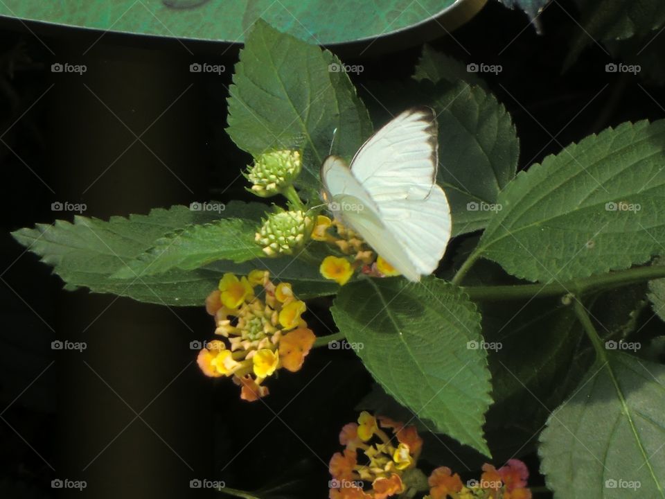 White butterfly on flower