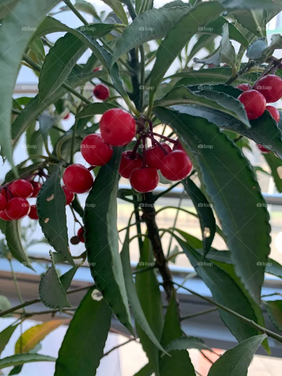 Cereza 