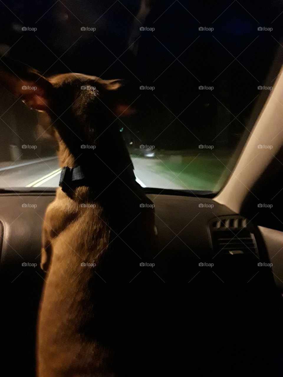 nitetime ride for the good boy