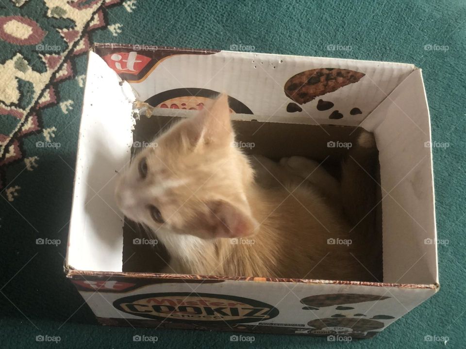 Beautiful cat in the box looking at camera 