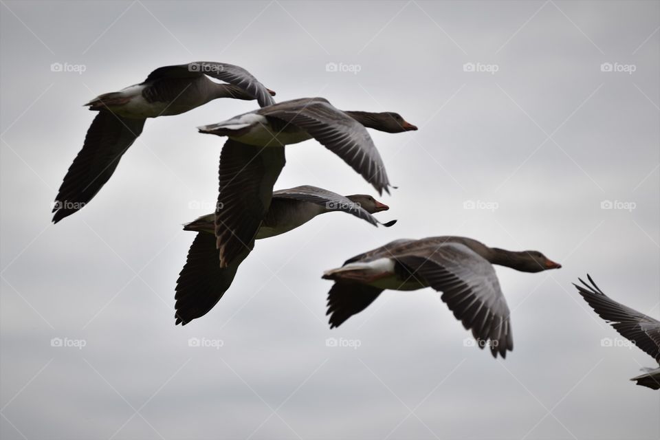 Greylag geese flying in Norfolk 