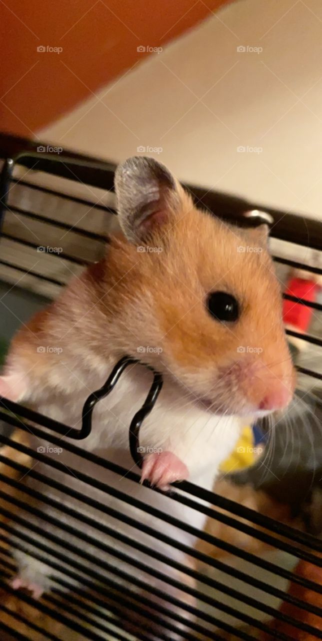 Darling Jeemi - our wee hamster that passed away last year. We miss you loads Jeemi ❤️