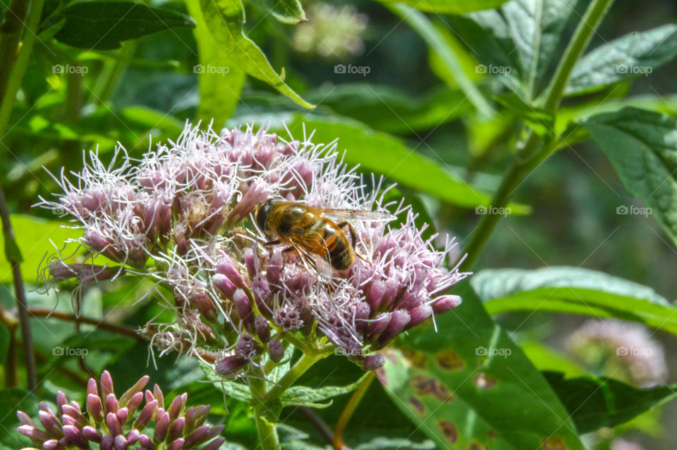Bee On A Wildflower