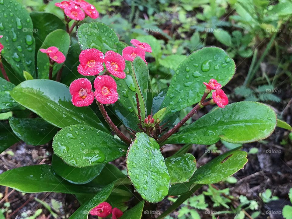 Red flowers after the rain