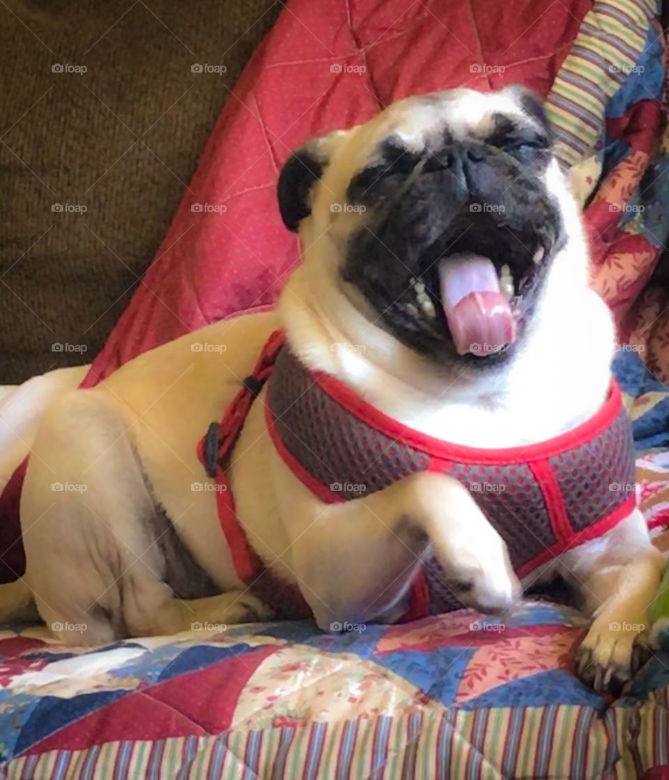 Pug Fawn Yawn