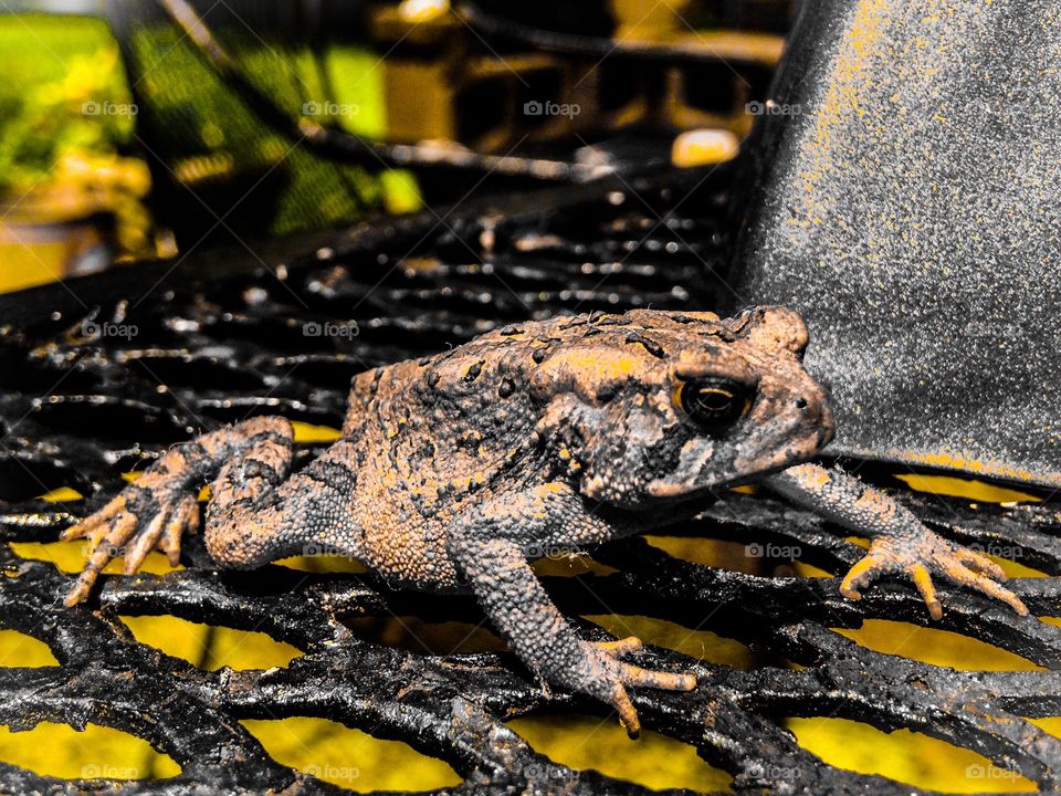 Amphibious toad on a rainy Monday...Cutie