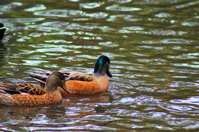 The Couple