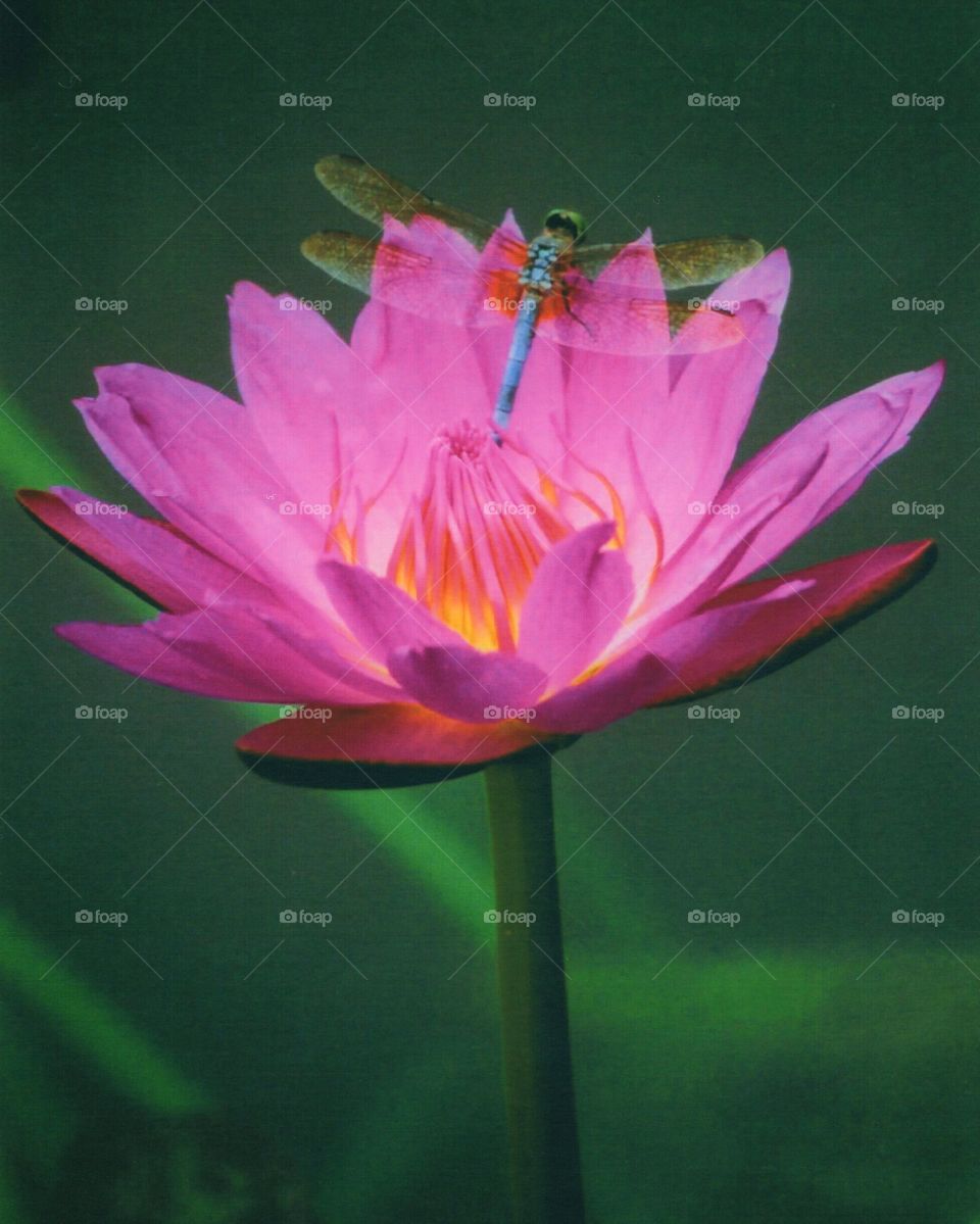 Dragonfly on Waterlily