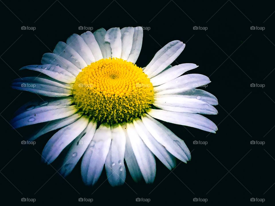 Isolated daisy