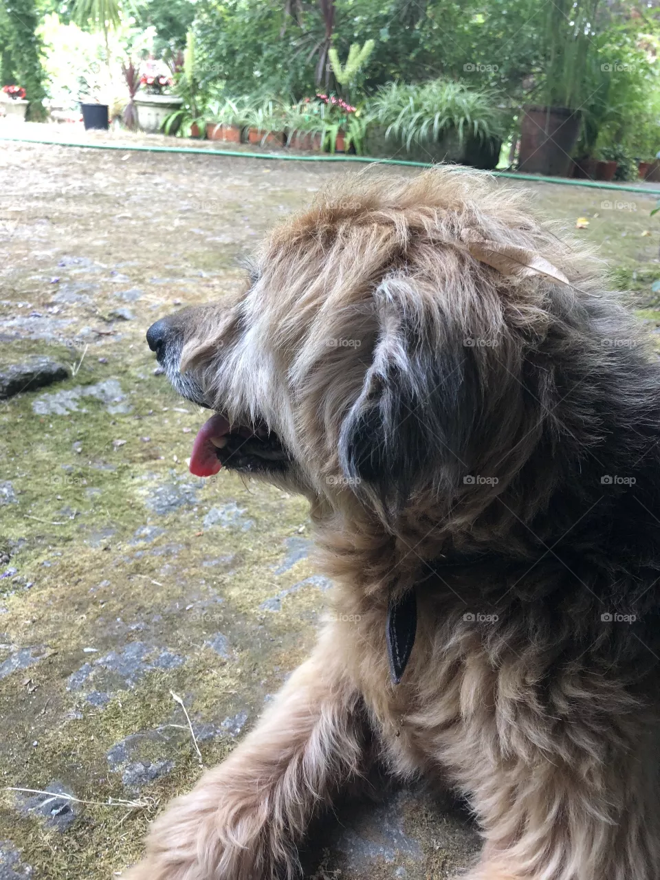 Dog