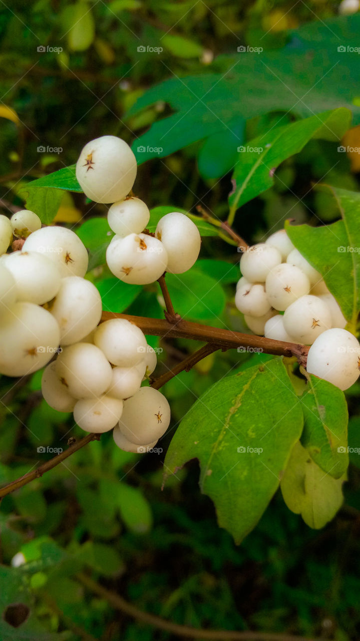 nature photo design color full