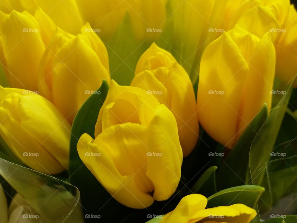 Tulip, Nature, Easter, Flower, No Person