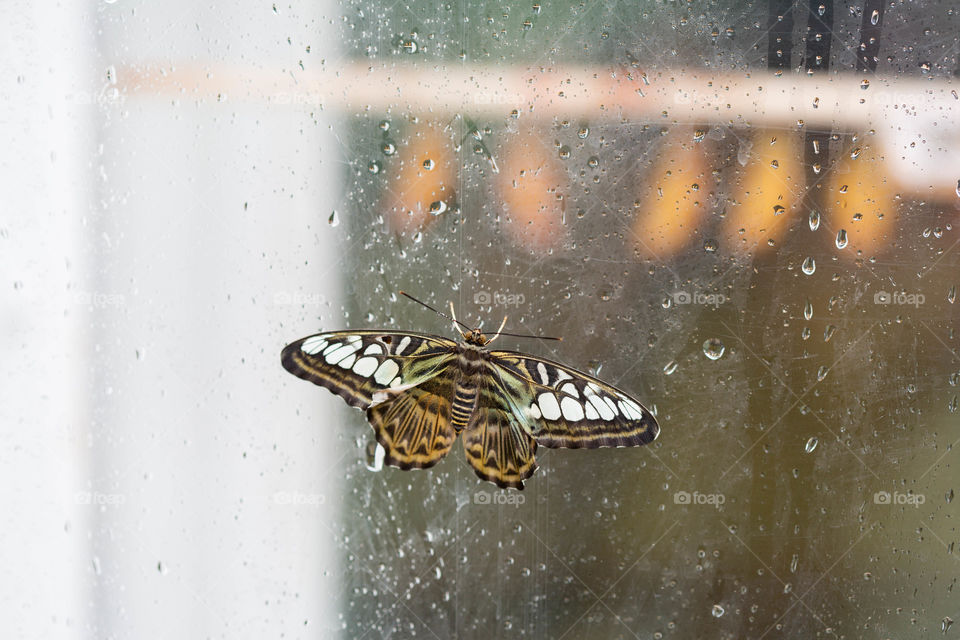 Butterfly on window with chrysalis 
