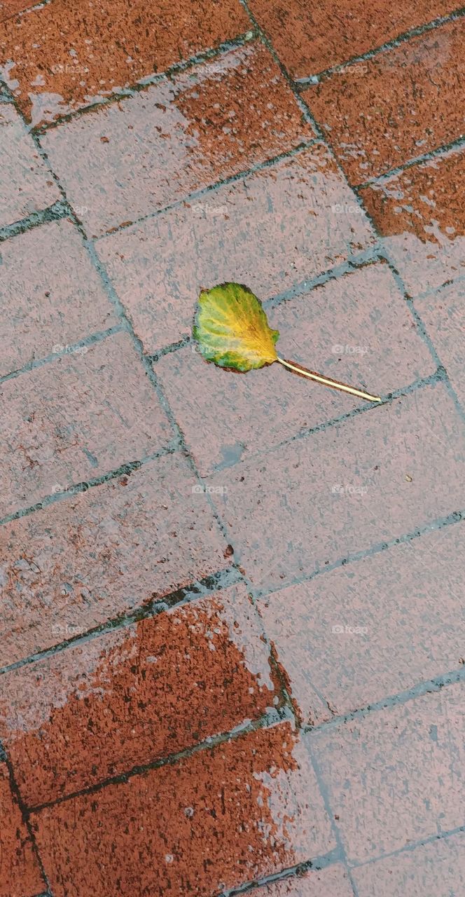 blatt herbst wetter regen weather bunt fallen wasser