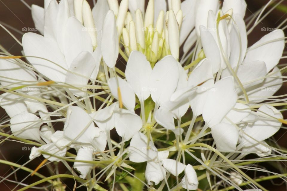 White Floral