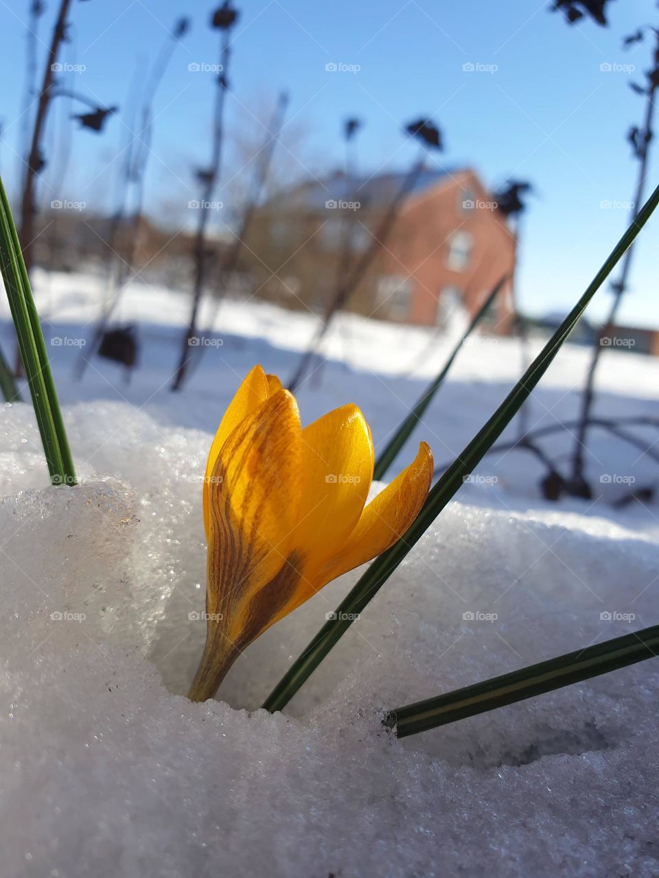 a close up portrait of a yellow crocus flower peeping out of the white snow during spring.