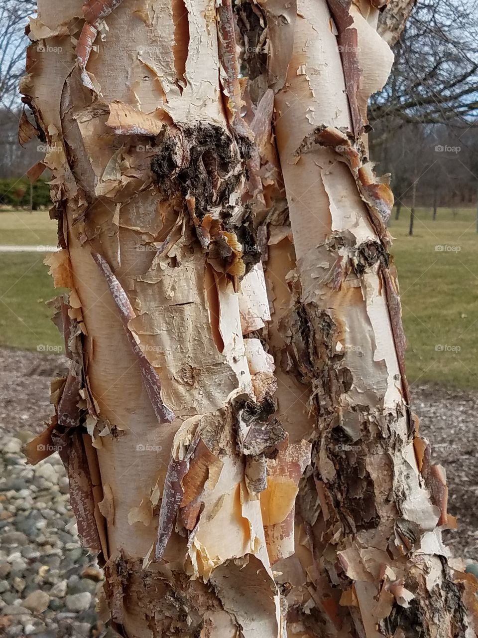 pealing bark