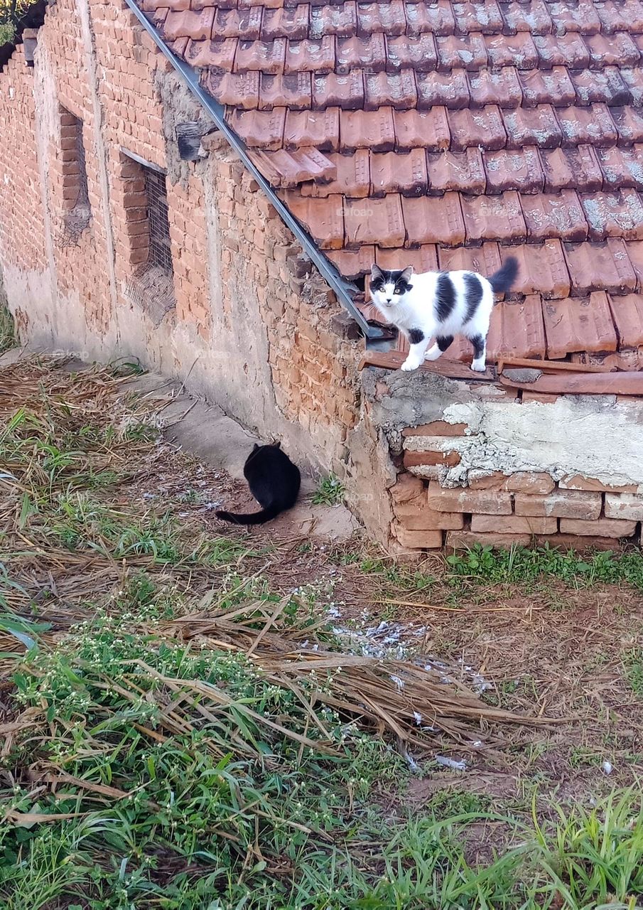 Two cats by an old brick house