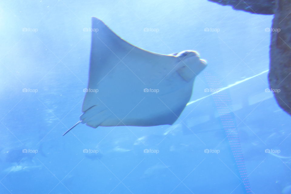 biggest water aquariam